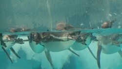 Penguins stay cool as Belgrade swelters in heat Instructional Video