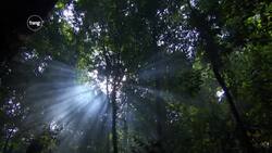 Carbon Capture: Artificial Trees Instructional Video