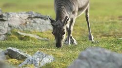 Svalbard Reindeer Stock Footage