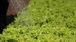 cultivation and harvesting of lettuce irrigation Stock Footage