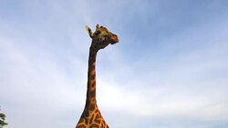 giraffe in africa Stock Footage