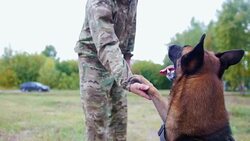 Shepherd dog paws his trainer in the park. Stock Footage