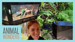 Behind The Scenes Update - Reptile Builds, Sickness, and Busy Instructional Video