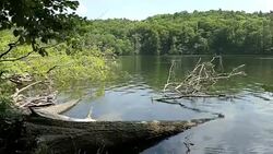 summer beech tree forst at Tornowsee lake in Brandenburg (Germany). touristic destination of Boltenmuehle (engl. Bolten mill). Stock Footage