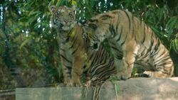 A Pair of Rambunctious Young Tiger Cubs Reunite After a Surgery Instructional Video