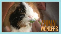 Guinea Pig Diet Instructional Video