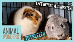Guinea Pig Rescue Instructional Video