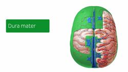Meninges of the brain Instructional Video
