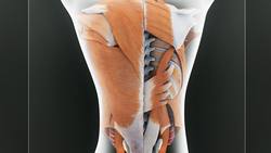 Horrific Viking ‘Blood Eagle’ ritual was anatomically possible, according to new study Instructional Video