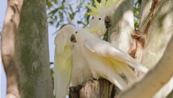 Climbing Is What These Vocal Little Birds Do Best Instructional Video