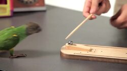 How to Teach Your Parrot to Bowl Instructional Video