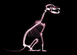 Vertebrate Instructional Video