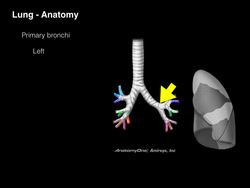 Lungs and Airways Instructional Video