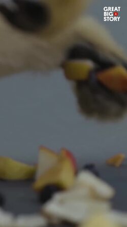 Asterix and Nate, a glimpse into the world of northern white-cheeked gibbons Instructional Video