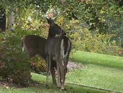 Los fundamentos de la ecología: introducción Instructional Video