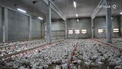 The Global Food System Is Also A Victim Of Covid News Clip