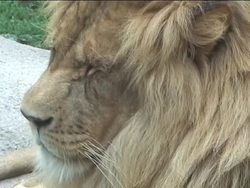 Needs of Living Things: Need for Air Instructional Video