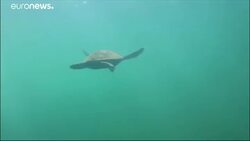 Bye-bye plastics: MEPs approve single-use plastic ban News Clip