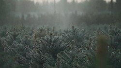 Automatic watering of small pines Stock Footage