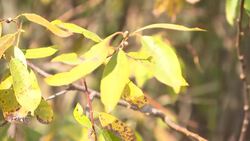 Destruction of marshland near Trudeau airport stuns  conservation group News Clip