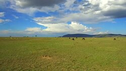 group of herbivore animals in savanna at africa Stock Footage