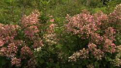 How far did your bouquet travel? Florists say demand for local flowers is growing News Clip