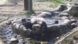 A panda's bath turns into water aerobics News Clip