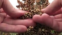 Farmer examining sorghum plant Stock Footage