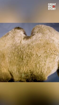 Gemma the Camel Has Two Humps Instructional Video