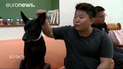 Taiwan animal hospital trials blood donation scheme News Clip