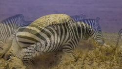 Herbívoro Instructional Video