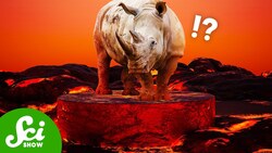 How Lava Turned a Rhino Into a Cave Instructional Video