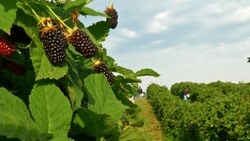 Harvesting Fresh Fruit Berries For A Local Farmer's Market Instructional Video
