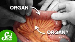 What Is An Organ? Instructional Video