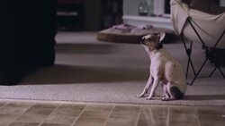 How to Understand the Cause of Your Dog's Vomiting Instructional Video