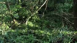 Broken trees block hiking trail on mountain after super typhoon Mangkhut in China on 16 Sep 2018 Stock Footage