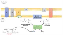 Glycerol-Phosphate Shuttle | NADH, Electron Transport Chain and ATP Yield Instructional Video