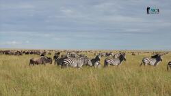 Exploring the Safari Ecosystem: Conservation and Adaptation Instructional Video
