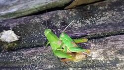 Grasshoppers are mating Stock Footage