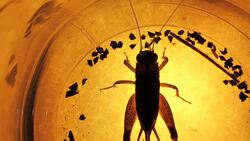 Insect Stock Footage