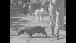Dogs of all shapes and sizes at the 1934 Palm Springs Dog Show News Clip