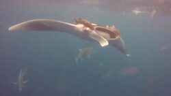 CLEAN : Stockshots: Marine life under threat from plummeting oxygen levels News Clip