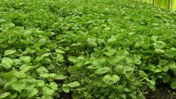 Cultivating Wasabi: A Labor of Love and Sustainability Instructional Video