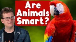 What Makes An Animal Smart? Instructional Video