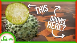 This Melon Builds a Whole Ecosystem in the Desert Instructional Video