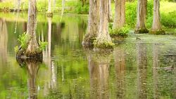 Smooth Water Reflects Cypress Trees in Swamp Marsh Lake Stock Footage