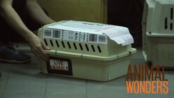 Bettong Farewell Instructional Video