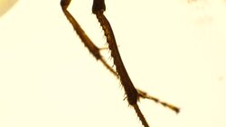 Legs of an Insect Stock Footage