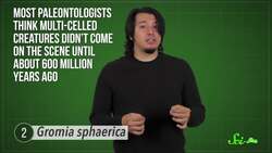 6 of the Biggest Single-Celled Organisms Instructional Video