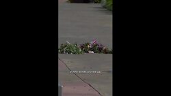 Fatal tent collapse at Buddhist meditation centre near Edmonton Instructional Video